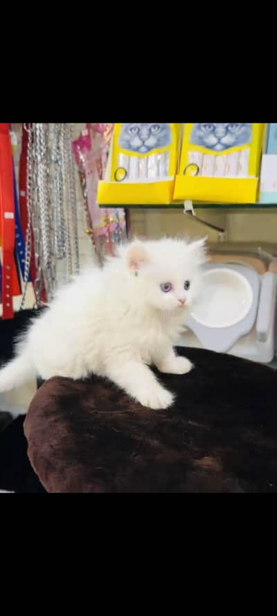 persian cat for sale MywatsapppNumber0341-15-94-140