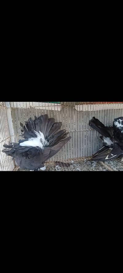 American breeder female for sale