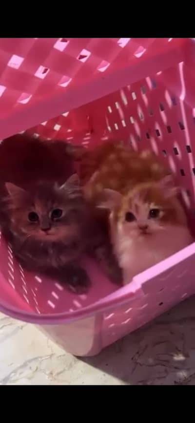 persian ktttens for sale in Clifton 0/3/0/0/2/2/4/3/2/2/3