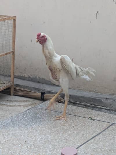 Pure White O shamo