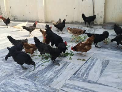 slot of 25 hen for argent sale
