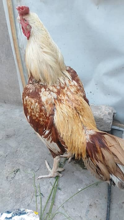 sale available