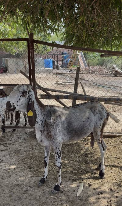 Bakri