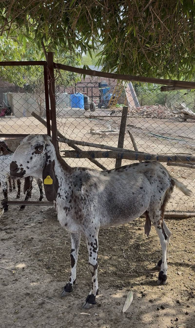 Bakri 0