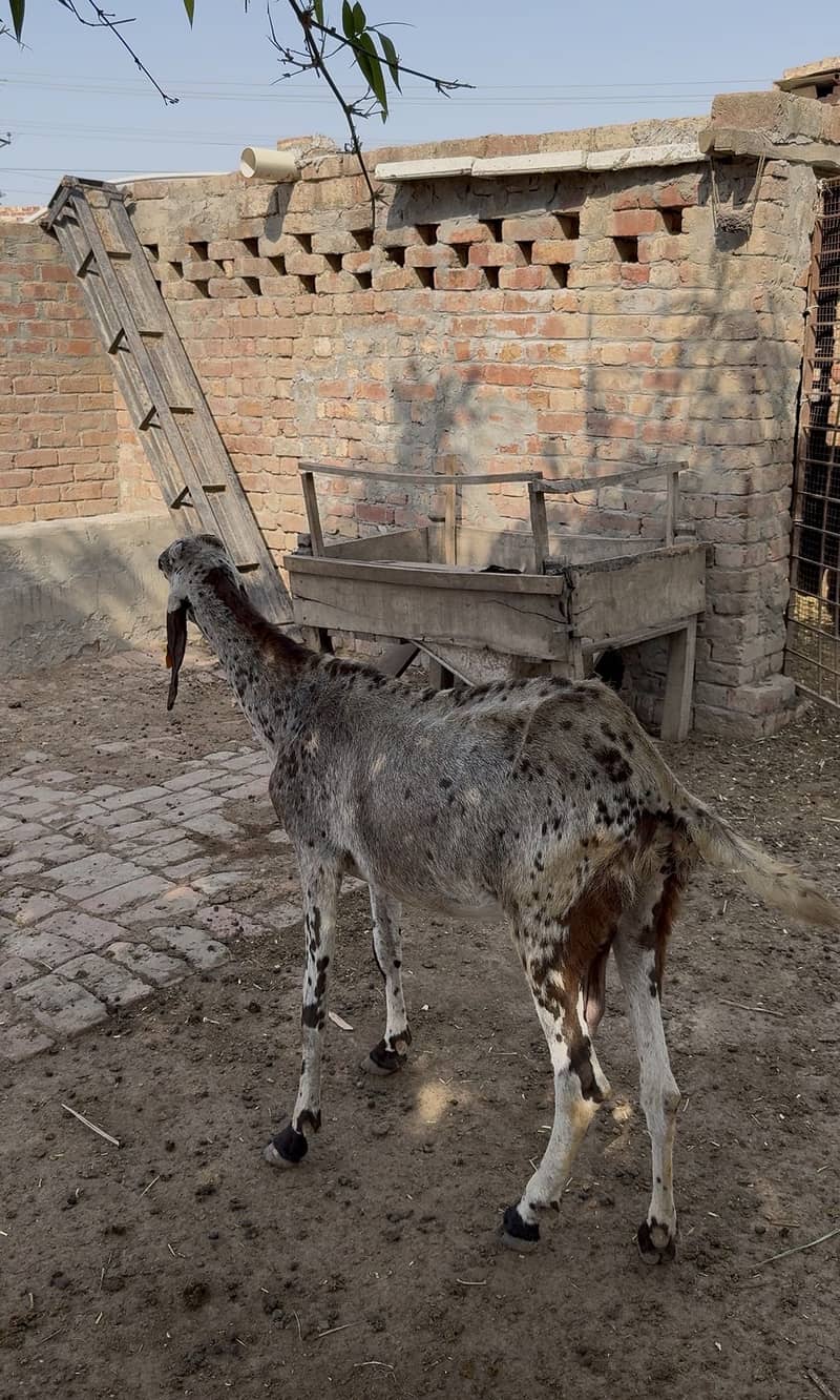 Bakri 1