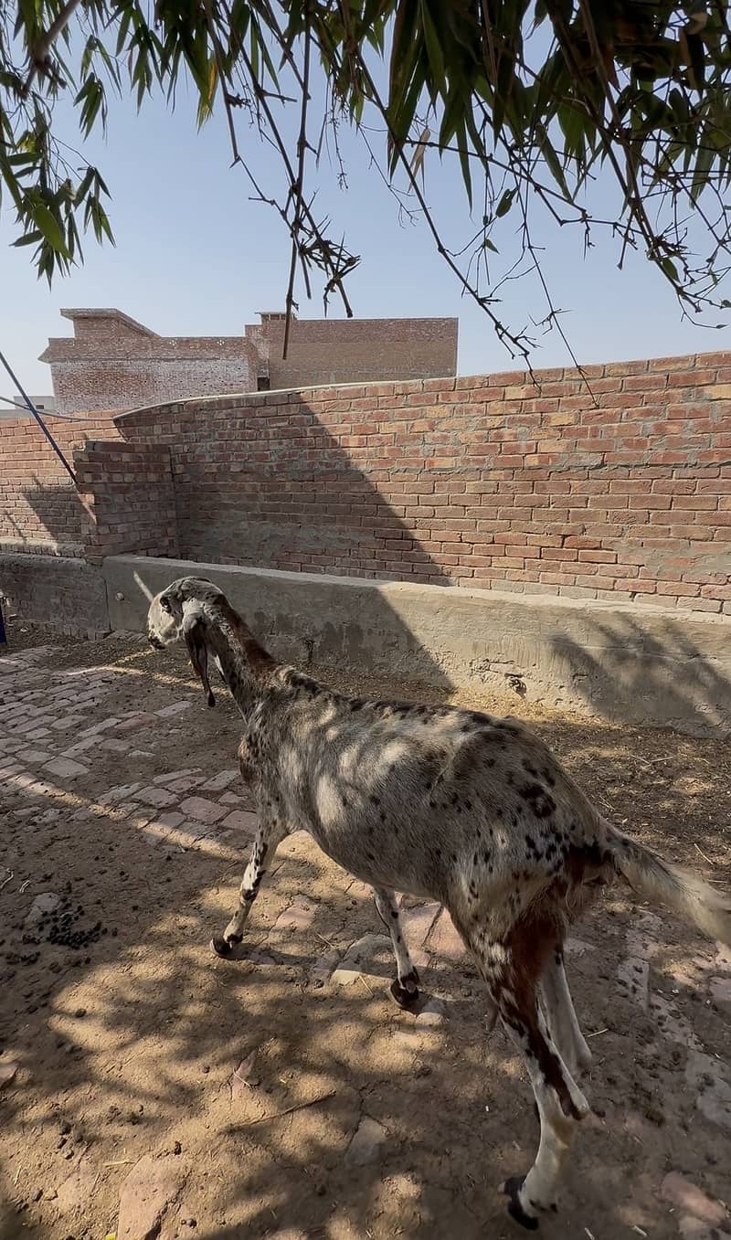 Bakri 2