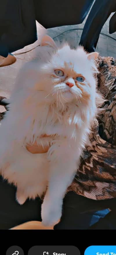 piki Punch face cat odd eyes