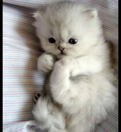 awesom kittens semi punch face