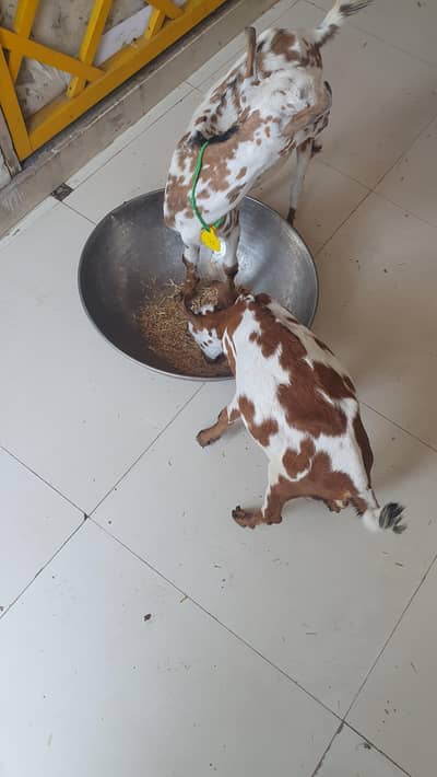 Bakra