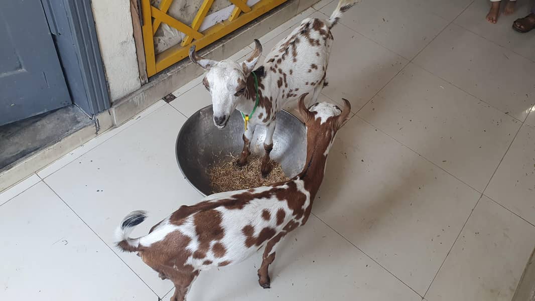 Bakra 1