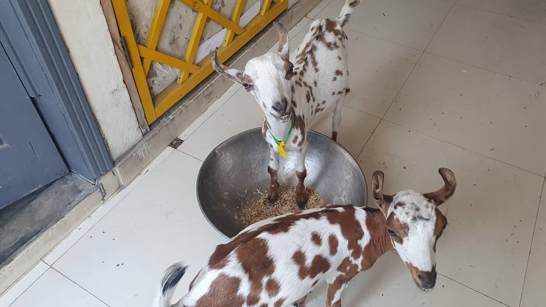Bakra 2