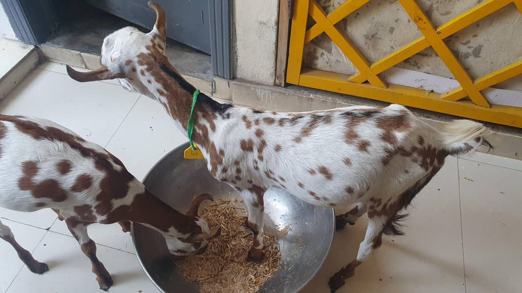Bakra 3