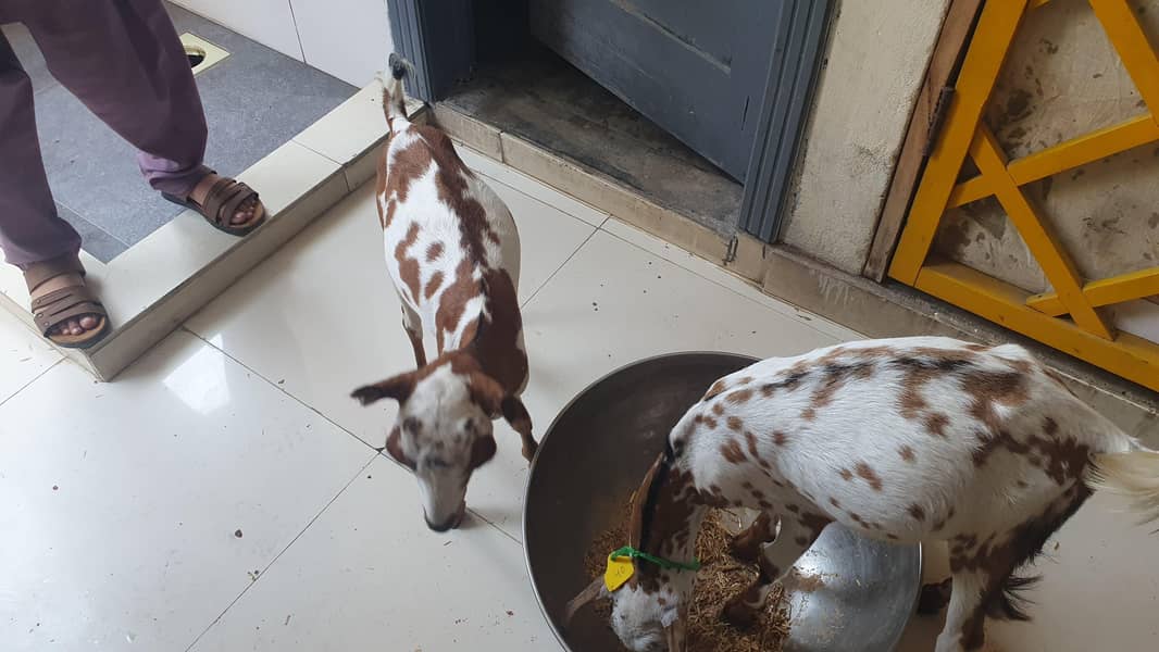 Bakra 4