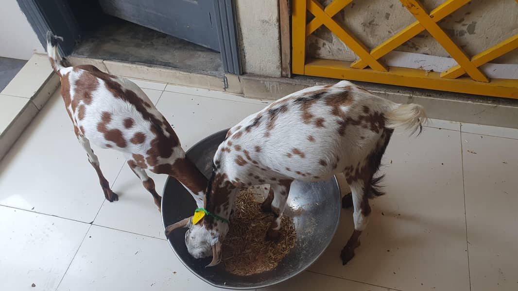 Bakra 5