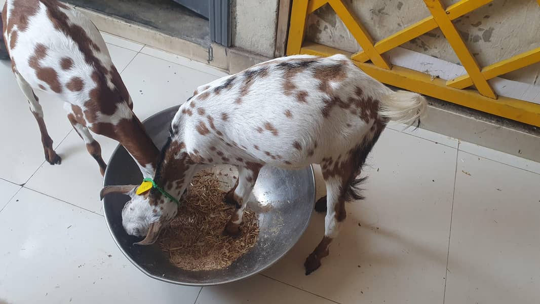 Bakra 6