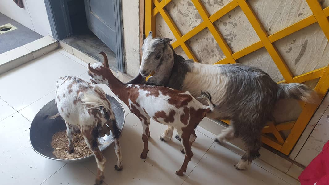 Bakra 7