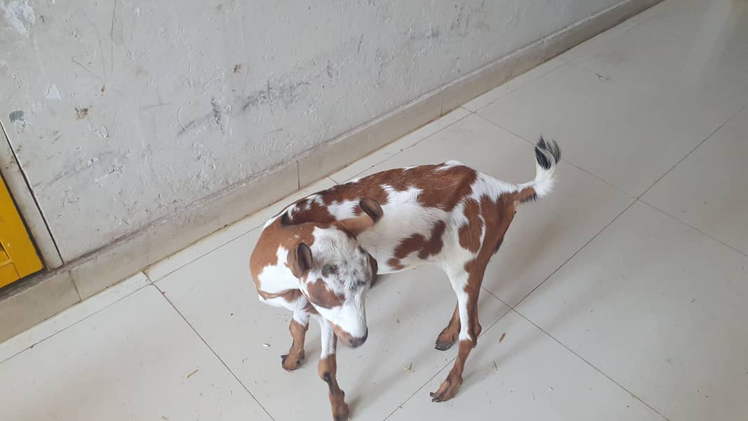 Bakra 8