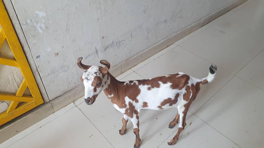 Bakra 9