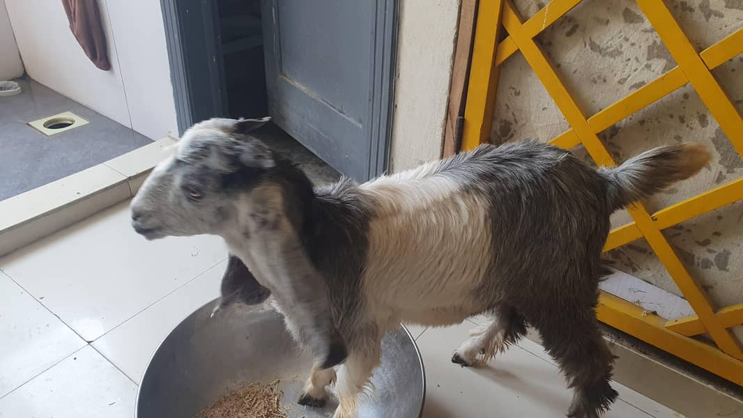 Bakra 10