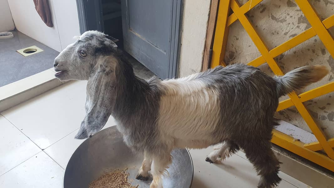 Bakra 11