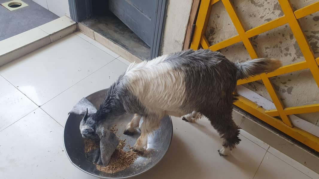 Bakra 12