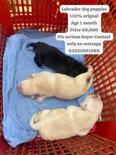 Original 110% imported dogs
