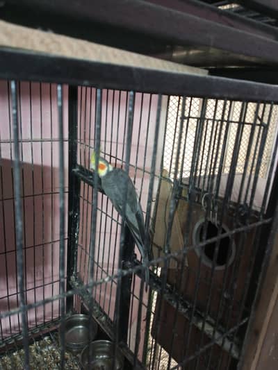 Active & Healthy Cockatiel Breeding Pairs for Sale – Ready to Breed