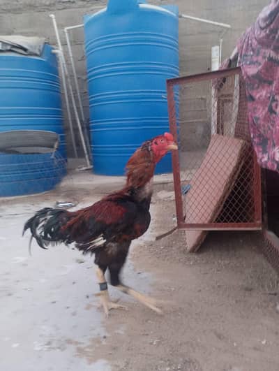 For sale Hens Top quality