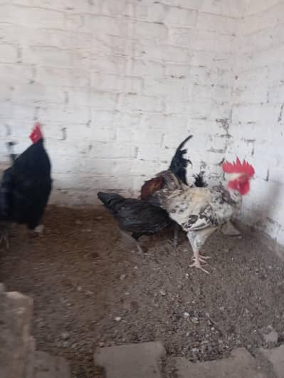 eggs laying hens and cock 4 pice