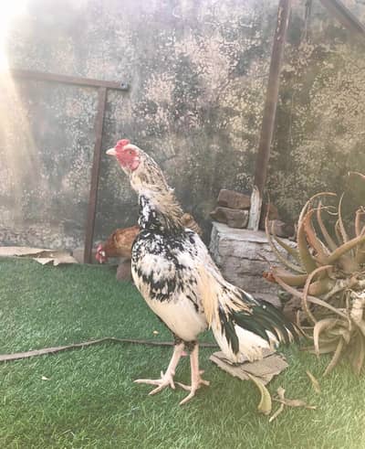 Saleta Aseel breeder for sale - 100% Pure Aseel - Old blood