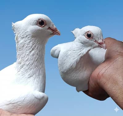 Berdar pair with egg