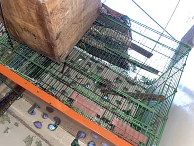 Parrot Cage