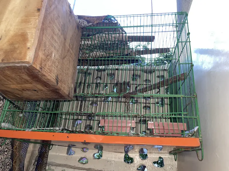 Parrot Cage — photo 2