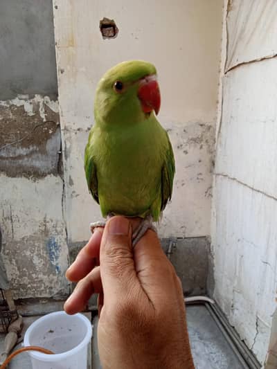 cute hand tamed parrot green. 03164900503