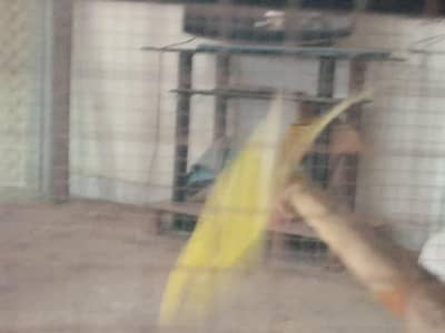 iron cage with breader pair of budgies