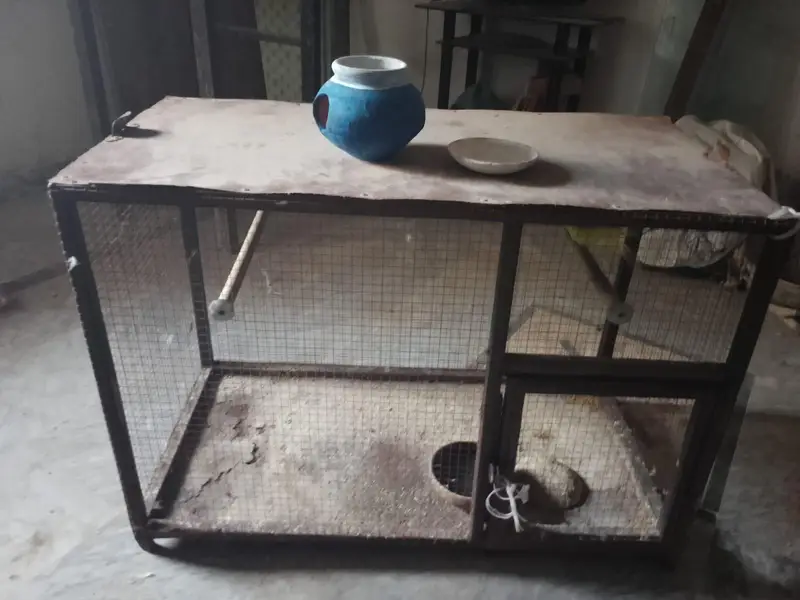 iron cage with breader pair of budgies — photo 2