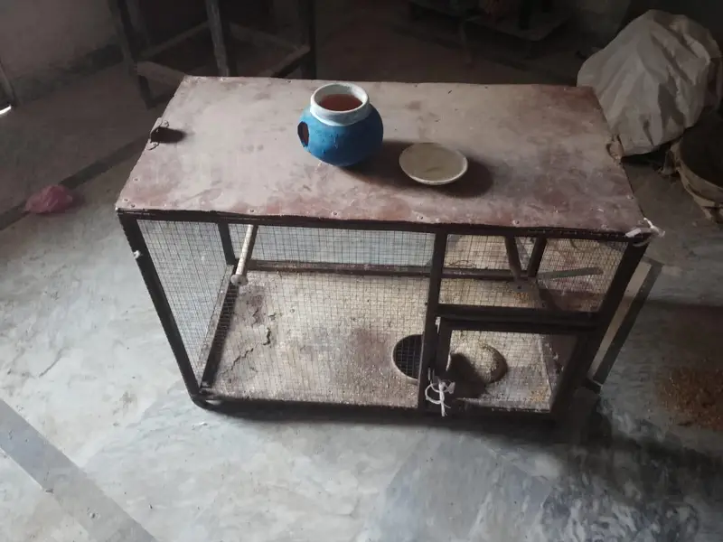 iron cage with breader pair of budgies — photo 3