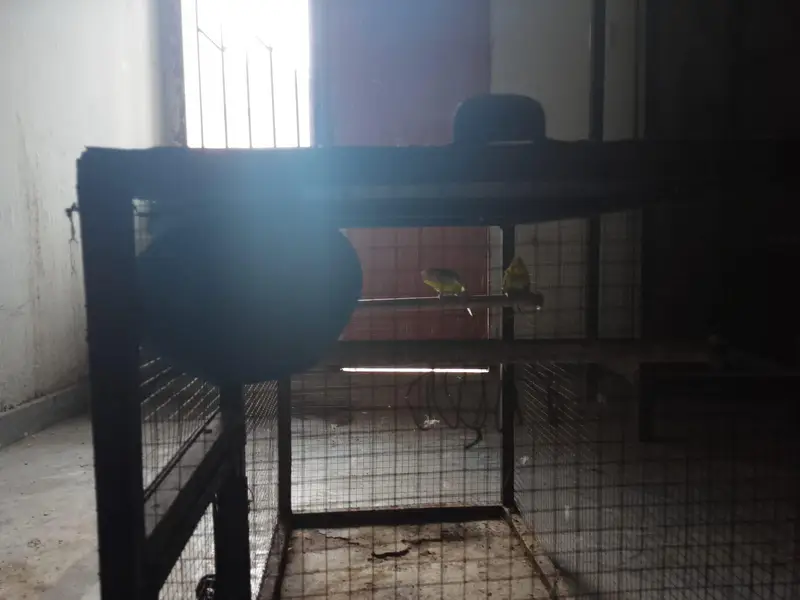 iron cage with breader pair of budgies — photo 4