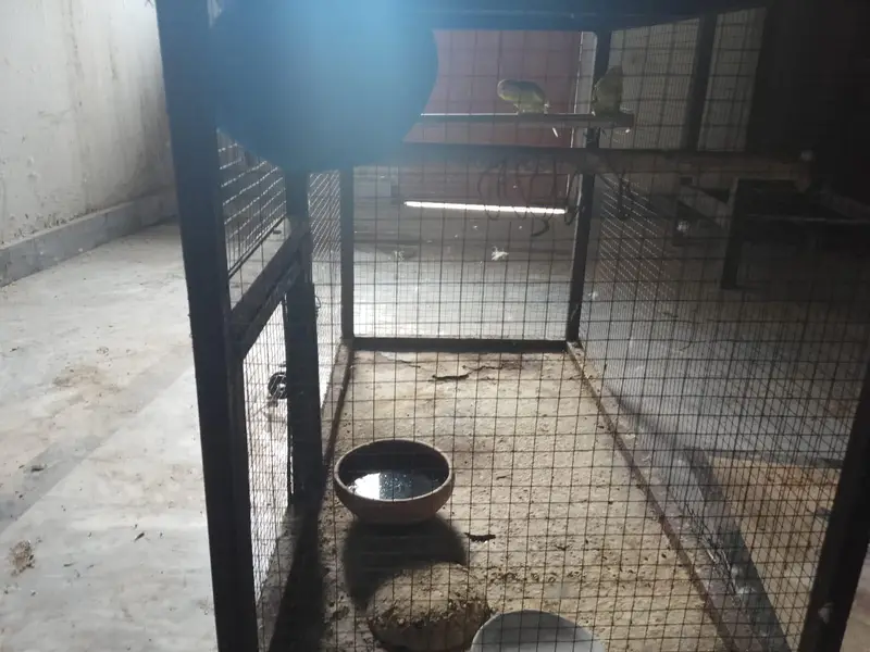 iron cage with breader pair of budgies — photo 5