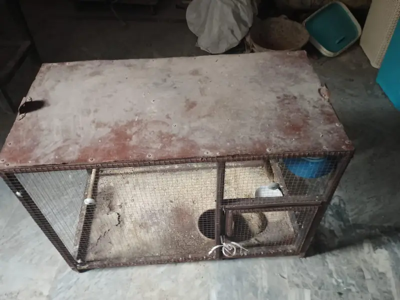 iron cage with breader pair of budgies — photo 6