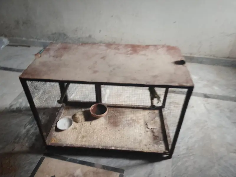 iron cage with breader pair of budgies — photo 7