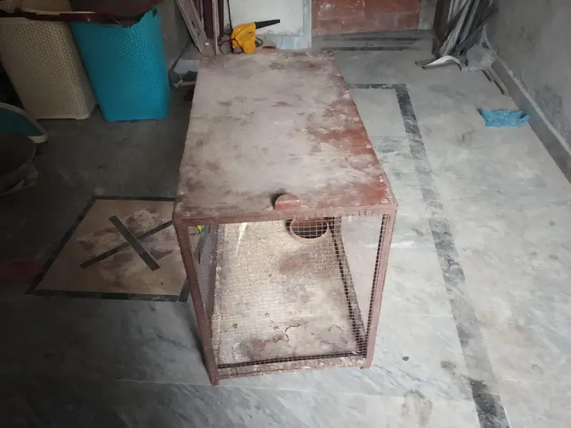 iron cage with breader pair of budgies — photo 8