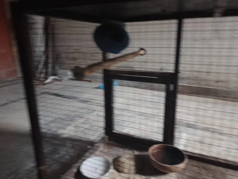 iron cage with breader pair of budgies — photo 10