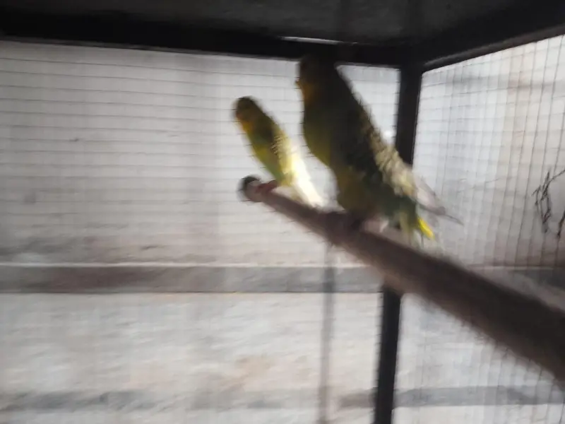 iron cage with breader pair of budgies — photo 11
