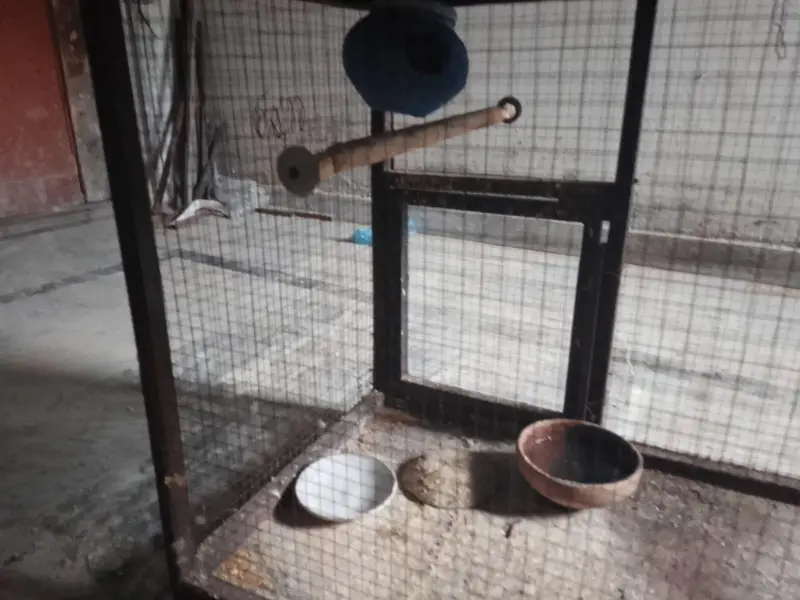 iron cage with breader pair of budgies — photo 12