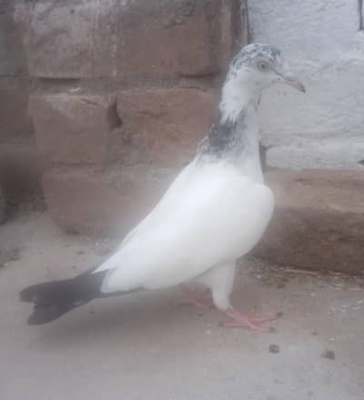 Sialkoti Breeder Male pigeon