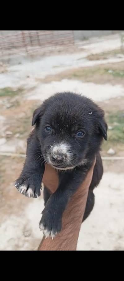 Alsatian Dog for sale