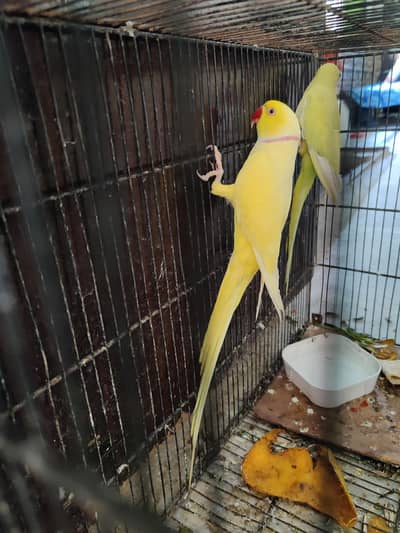 yellow ringnack jora