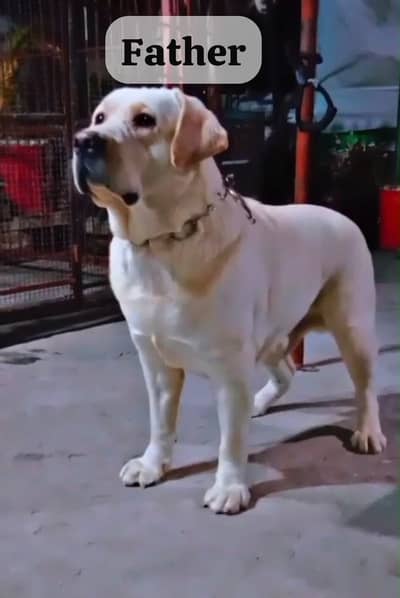 Labrador. . quality. . female. . puppy. . available. .