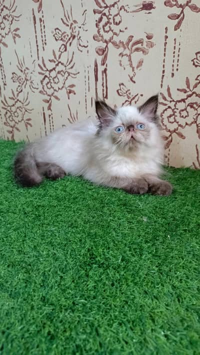 Beautiful Himalayan kitten(X punch/Peki)(Cash on Delivery)(Karachi)